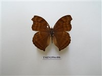 藏品(黯眼蛺蝶)的圖片